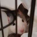 Ratley